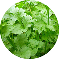 Slow Bolting Coriander (Cilantro)