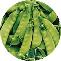 Oregon Sugar Pod II Snow Peas