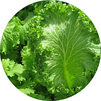 Southern Giant Curled Mustard Green