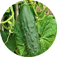 Spacemaster Cucumber