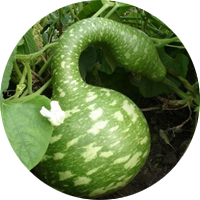 Speckled Swan Asian Gourd