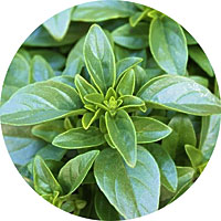 Spicy Globe Basil