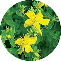 St. John's Wort