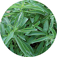 Stevia