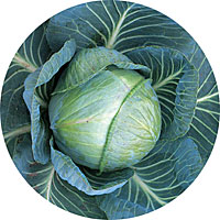 Stonehead Cabbage