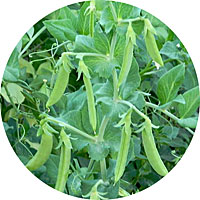 Sugar Ann Peas
