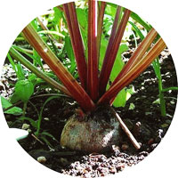 Sugar Beets