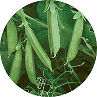 Sugar Lace II peas