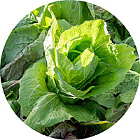 Sugarloaf Endive