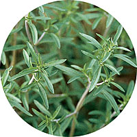 Summer Savory