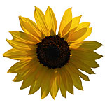 Sunflower Seeds