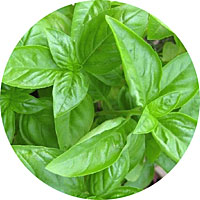 Sweet Basil