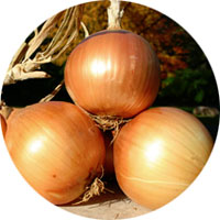Sweet Spanish Yellow Onion