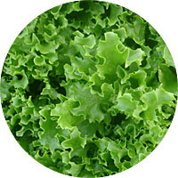 Tango Lettuce