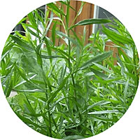 Tarragon