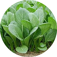 Tendergreen Mustard Greens