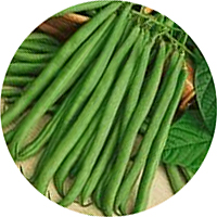 Tendergreen Improved Beans