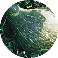 True Green Improved Winter Squash