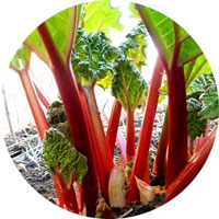 Victoria Rhubarb