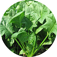 Viroflay Spinach