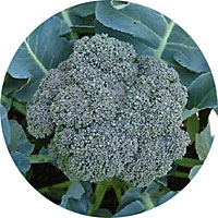 Waltham 29 Broccoli