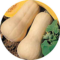 Waltrham Butternut Squash