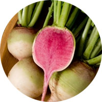 Watermelon Radish