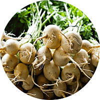 White Albino Beets