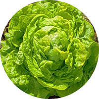 White Boston Butterhead Lettuce
