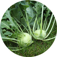 White Vienna Kohlrabi