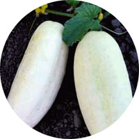 White Wonder Cucumber