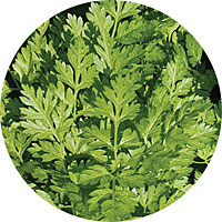 Winter Chervil