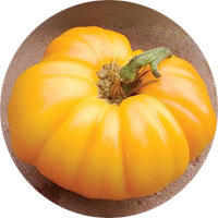 Brandywine Yellow Tomato